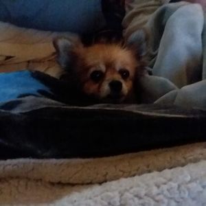 Meet your Posher, Cheryle